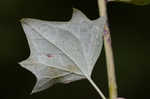 Pale Indian plantain